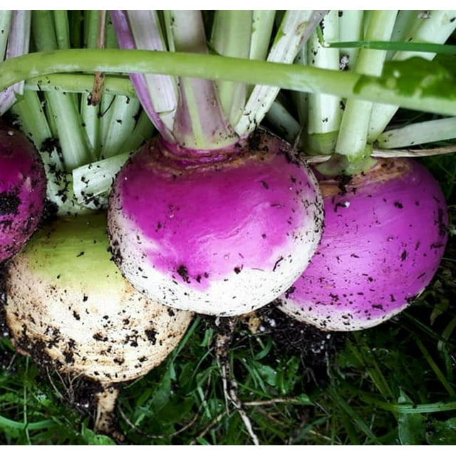 Food Plot Seeds for Planting Grow Food for Deer, Turkey, Elk