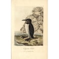 thumbnail image 1 of Foolish Guillemot, Colymbus Troile, Uria Troile Poster Print By ® Florilegius Mary Evans (24 X 36), 1 of 3