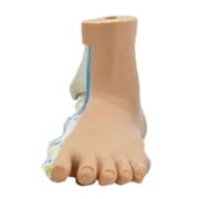 Foot Anatomical Model, Human Anatomical Foot Model, Normal Flat Arched Foot Model with Muscles, Ligaments