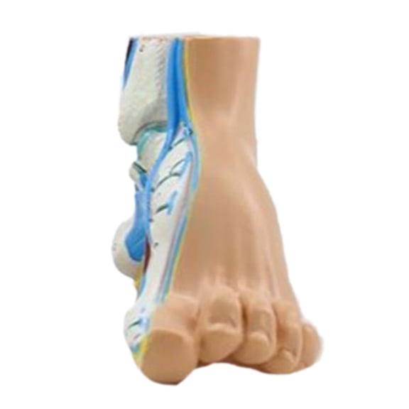 Foot Anatomical Model, Including Muscles, Ligaments, Human Foot Anatomy Model Teaching Prop with Digital Signs