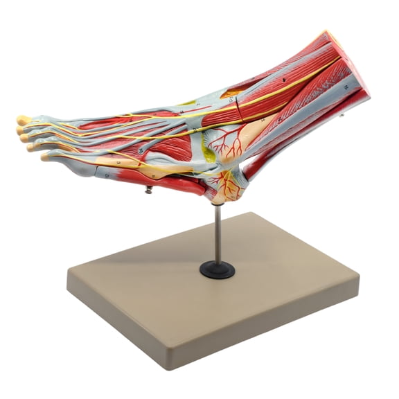 Foot & Ankle, Muscle and Ligaments Model - Left Foot, Life Size - 8 Part, Removable Sections for Internal Study - Numbered with Key Card - Includes Mount - Eisco Labs