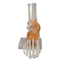 thumbnail image 1 of Foot Joint Model with Ligaments, Human Anatomy Model, Life Size, Medical-Teaching Equipment, 1 of 6