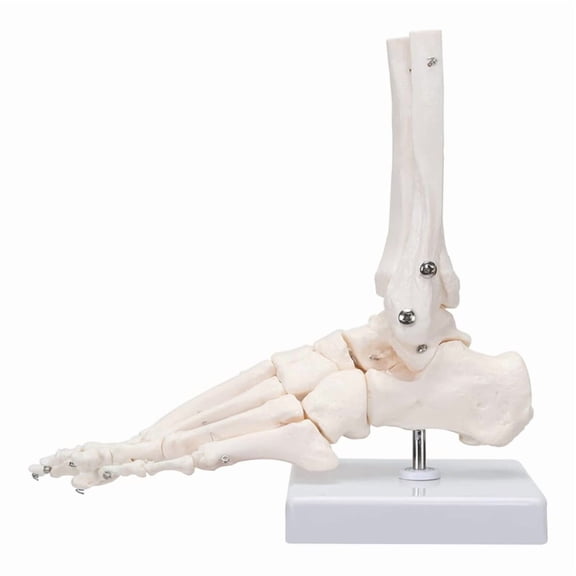 Foot Skeletal Model,, Metatarsal and Phalanges of the Human Left Foot, Simulating Natural Motion