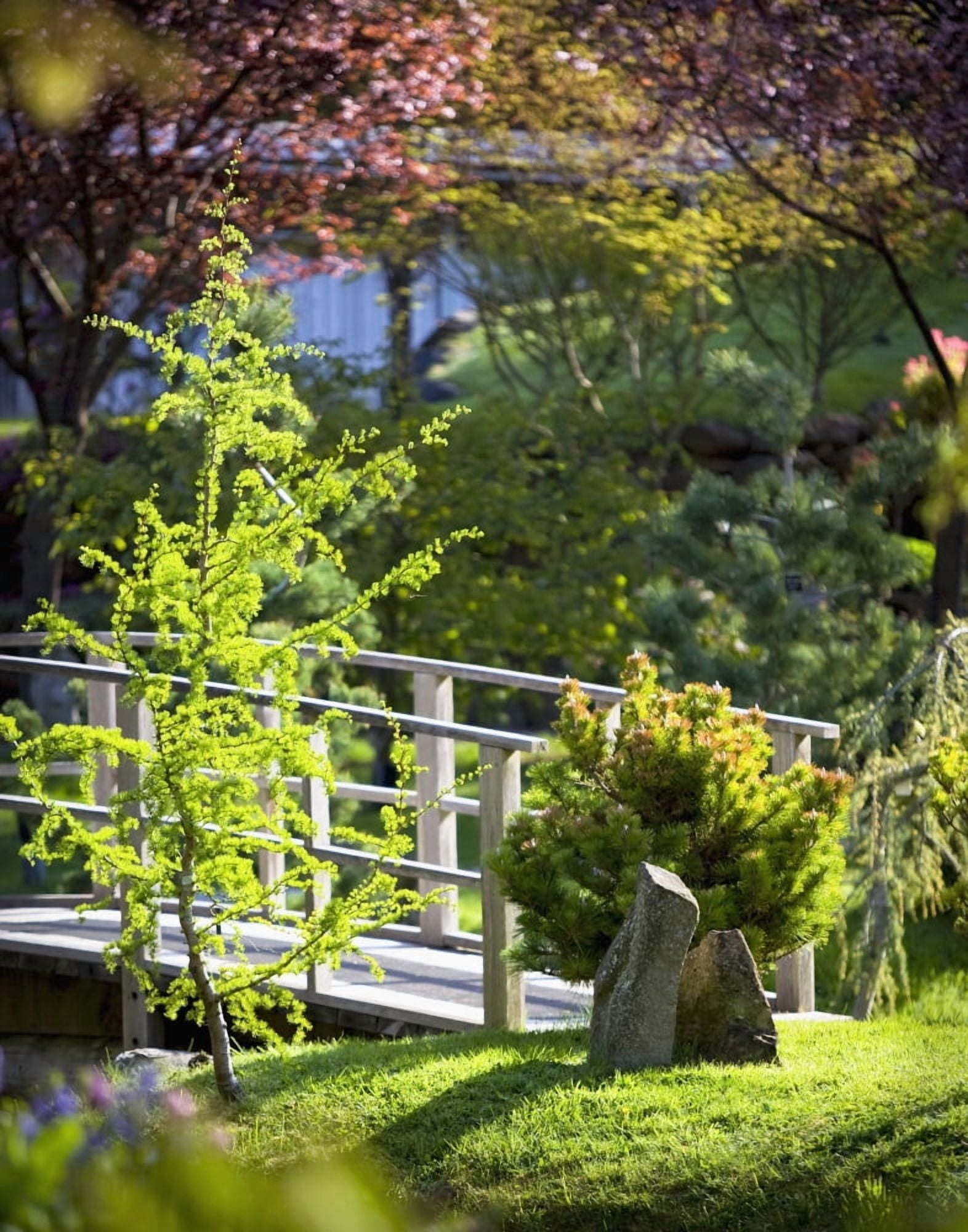 Footbridge in the Japanese Gardens Mayne Island British Columbia Canada Canvas Art - Lorna Rande Design Pics (26 x 34)