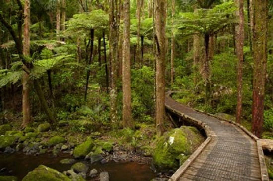 Footbridge over Waikoromiko Stream and forest North Island New Zealand Canvas Art - David Wall DanitaDelimont (38 x 25)