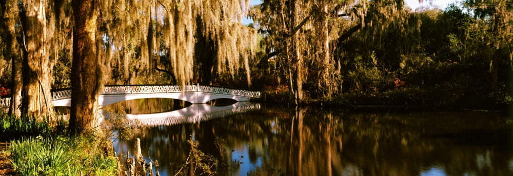 Footbridge over swamp Magnolia Plantation And Gardens Charleston South Carolina USA Canvas Art - Panoramic Images (36 x 12)