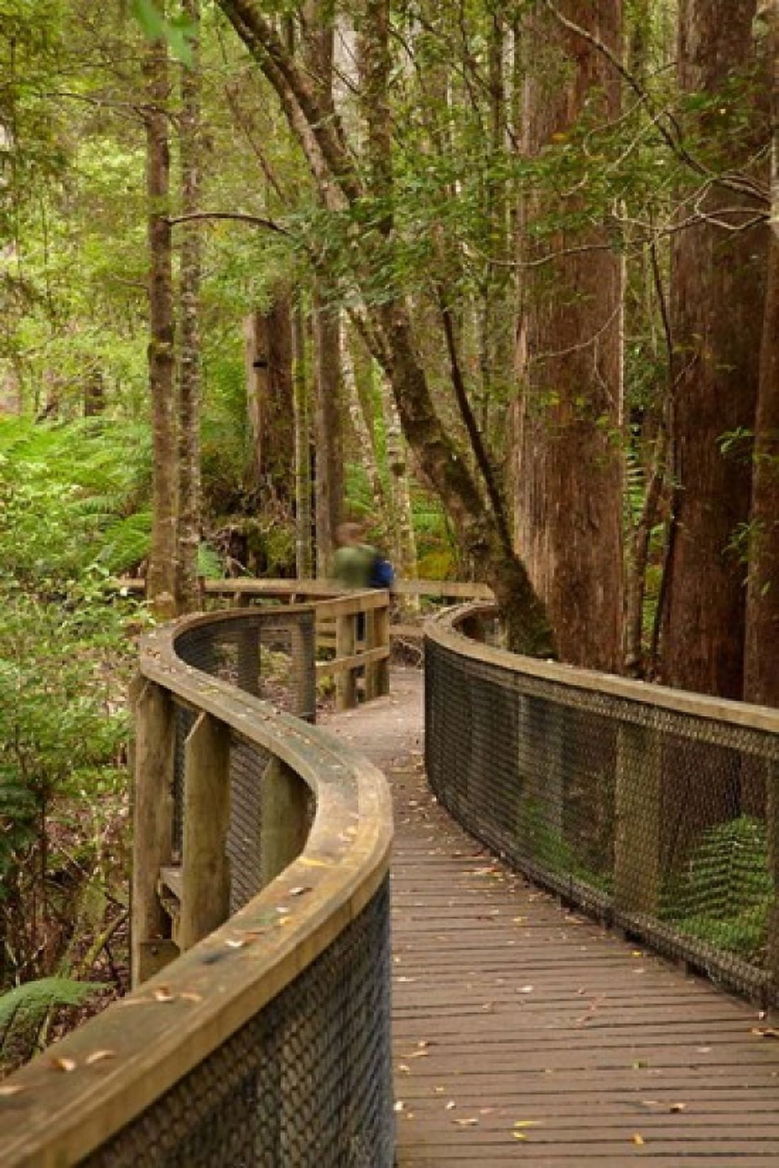 Footpath Through Forest to Newdegate Cave Tasmania Australia Canvas Art - David Wall DanitaDelimont (19 x 29)
