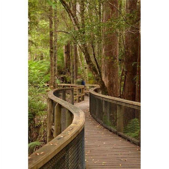 Footpath Through Forest to Newdegate Cave Tasmania Australia Poster Print by David Wall - 19 x 29 in.