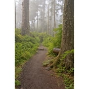 Footpath in foggy forest along Oregon Coast  Oregon  USA Poster Print by Panoramic Images