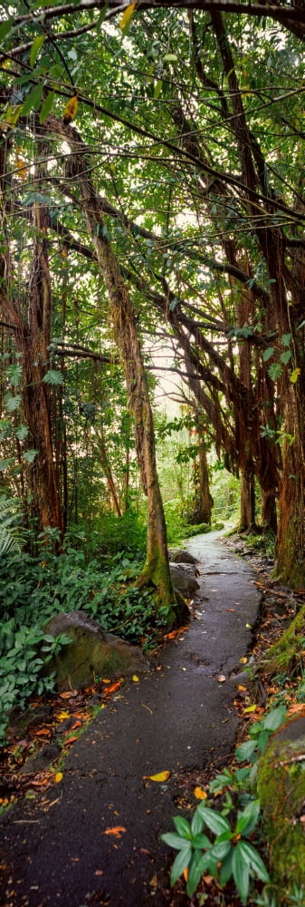 Footpath passing through a forest Akaka Falls State Park Hawaii County Hawaii USA Canvas Art - Panoramic Images (12 x 36)