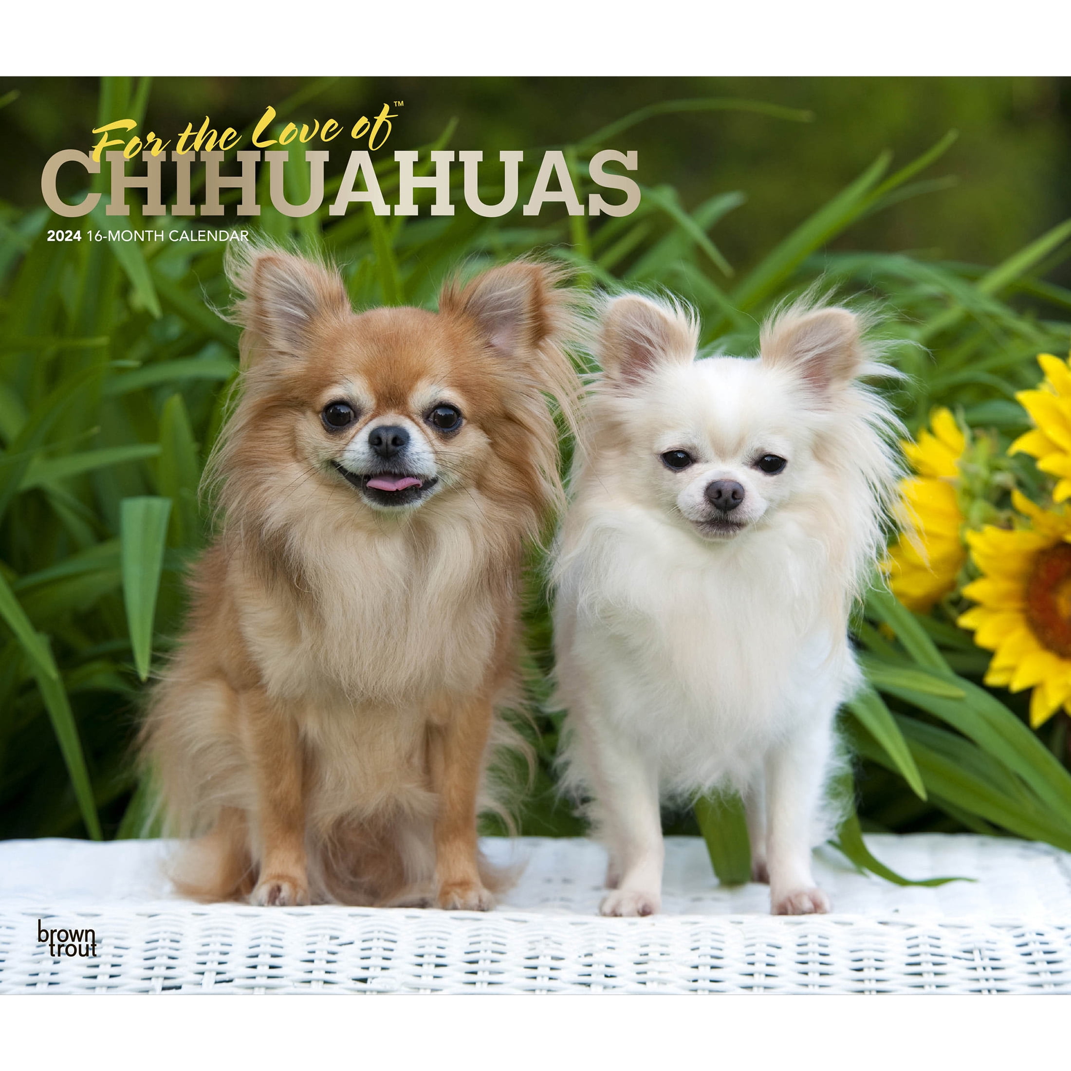 For the Love of Chihuahuas 2024 14x24" (Hanging) Wall Calendar BrownTrout