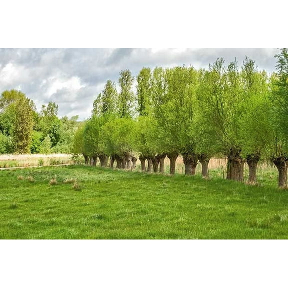 Forage Willow Plants - Fast Growing Forage and Shade Provider - Horses, Goats and Cows Love It (10)
