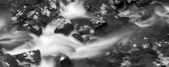 Force of Beauty Canvas Art - Dennis Frates (10 x 20)