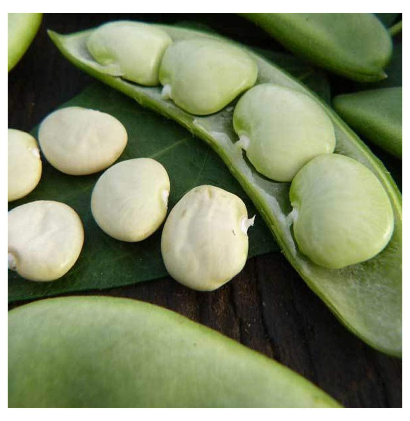 Fordhook 242 Bush Lima Bean 1 LB 448 Seeds Heirloom, Open Pollinated, NonGMO, Farm