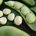 thumbnail image 1 of Fordhook 242 Bush Lima Bean - 1 LB ~448 Seeds - Heirloom, Open Pollinated, Non-GMO, Farm & Vegetable Gardening Seeds, 1 of 2