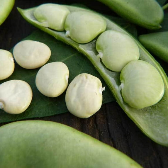 Fordhook 242 Bush Lima Bean - 1 LB ~448 Seeds - Heirloom, Open Pollinated, Non-GMO, Farm & Vegetable Gardening Seeds