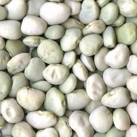 Fordhook Lima Bean Seeds - 100 Count Seed Pack - Consistent Performer in Vegetable Gardens -Country Creek LLC