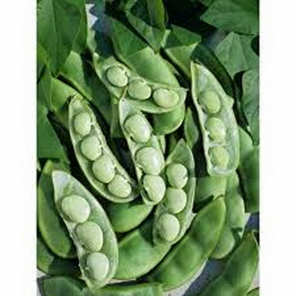 Fordhook Lima Bean Seeds - 500 Count Seed Pack - Consistent Performer in Vegetable Gardens -Country Creek LLC