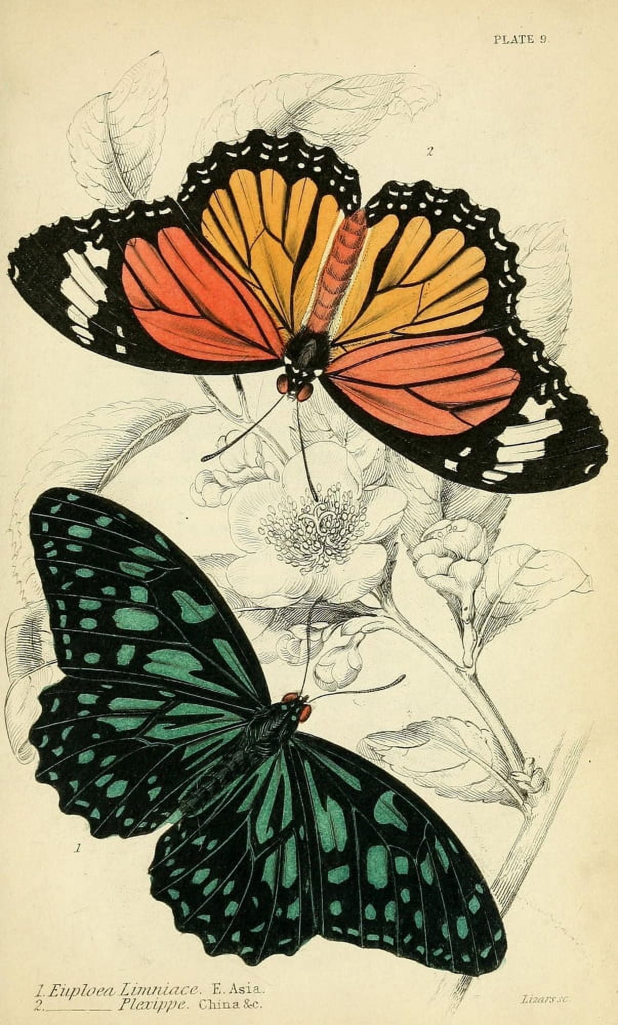 Foreign Butterflies 1858 Euploea Canvas Art - Unknown (24 x 36)