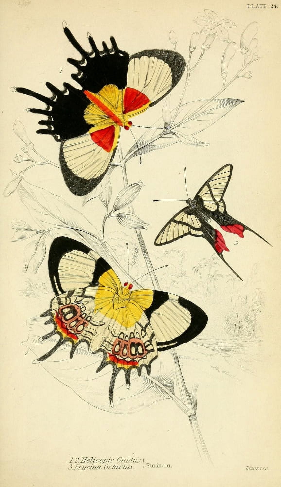 Foreign Butterflies 1858 Helicopis Canvas Art - Unknown (18 x 24)