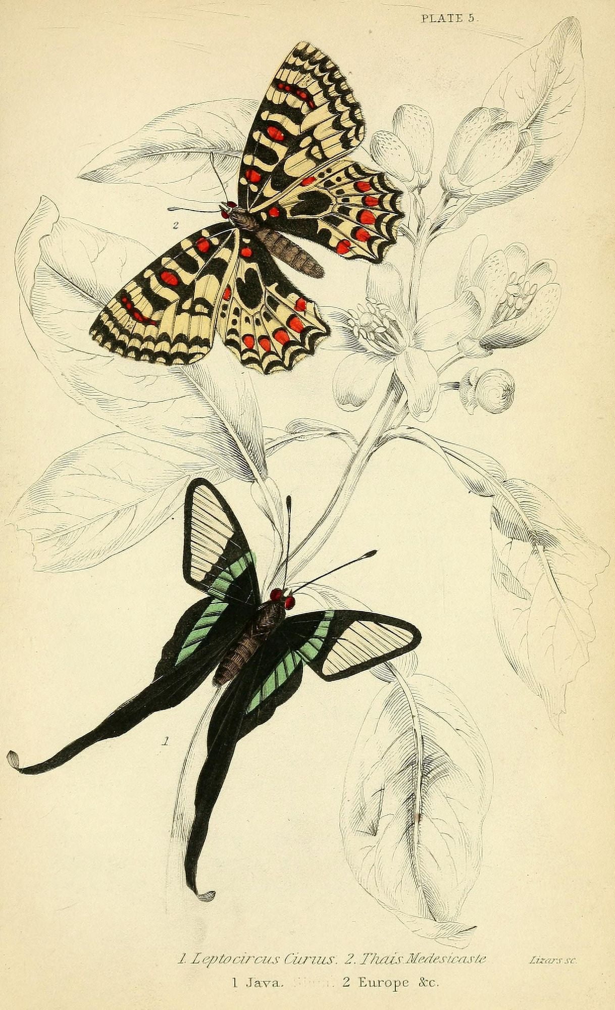 Foreign Butterflies 1858 Leptocircus Canvas Art - Unknown (18 x 24)