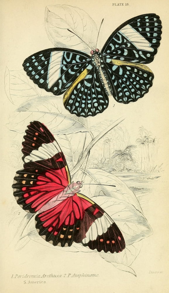 Foreign Butterflies 1858 Peridroma Arethusa Canvas Art - Unknown (18 x 24)