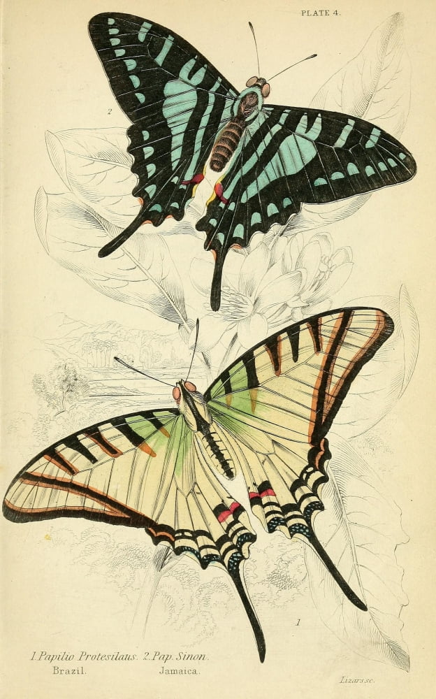 Foreign Butterflies 1858 Protesilaus Canvas Art - Unknown (24 x 36)