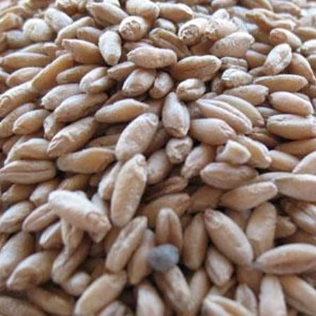 Forerunner Triticale - 1 OZ ~1,400 Seeds - Non-GMO, Open Pollinated - Farm & Garden Grain & Cover Crop Seed - Hybrid of Wheat & Rye