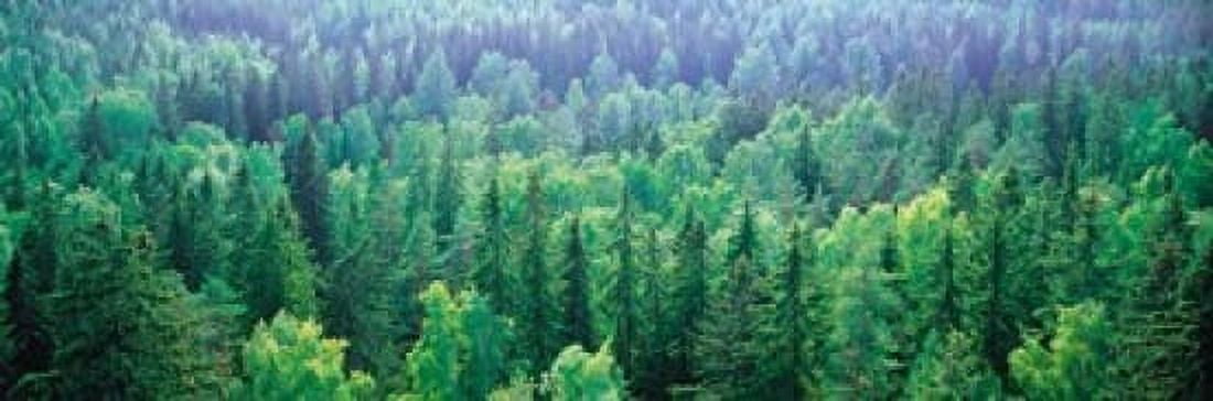 Forest Aulanko National Park Finland Canvas Art - Panoramic Images (36 x 12)