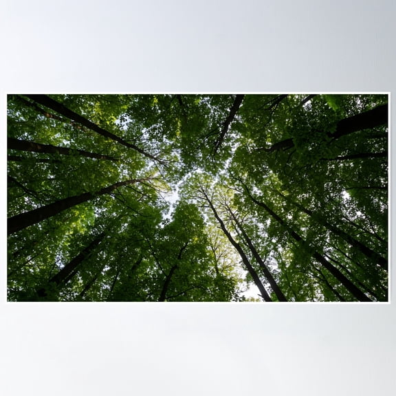 Forest Canopy Poster Wall Art, Modern Wall Decor, 24x36 UNFRAMED