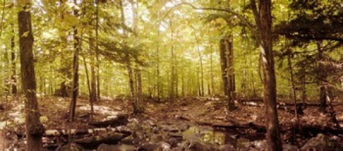 Forest Catskill Mountains New York State USA Canvas Art - Panoramic Images (30 x 14)