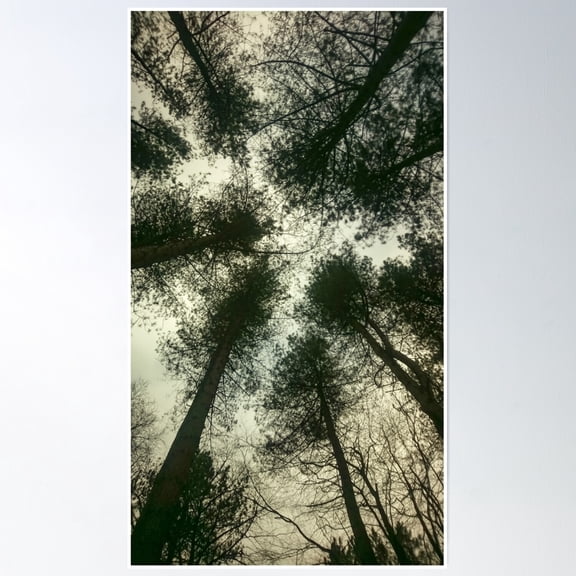 Forest Ceiling Poster Wall Art, Modern Wall Decor, 12x18 UNFRAMED