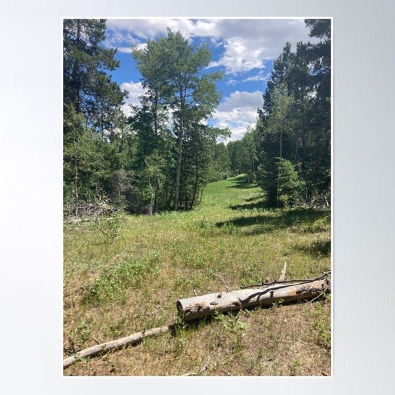 Forest Clearing Poster Wall Art, Modern Wall Decor, 8x12 UNFRAMED