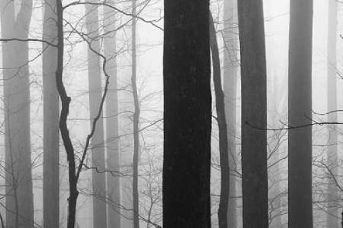 Forest Code Canvas Art - Nicholas Bell (24 x 36)