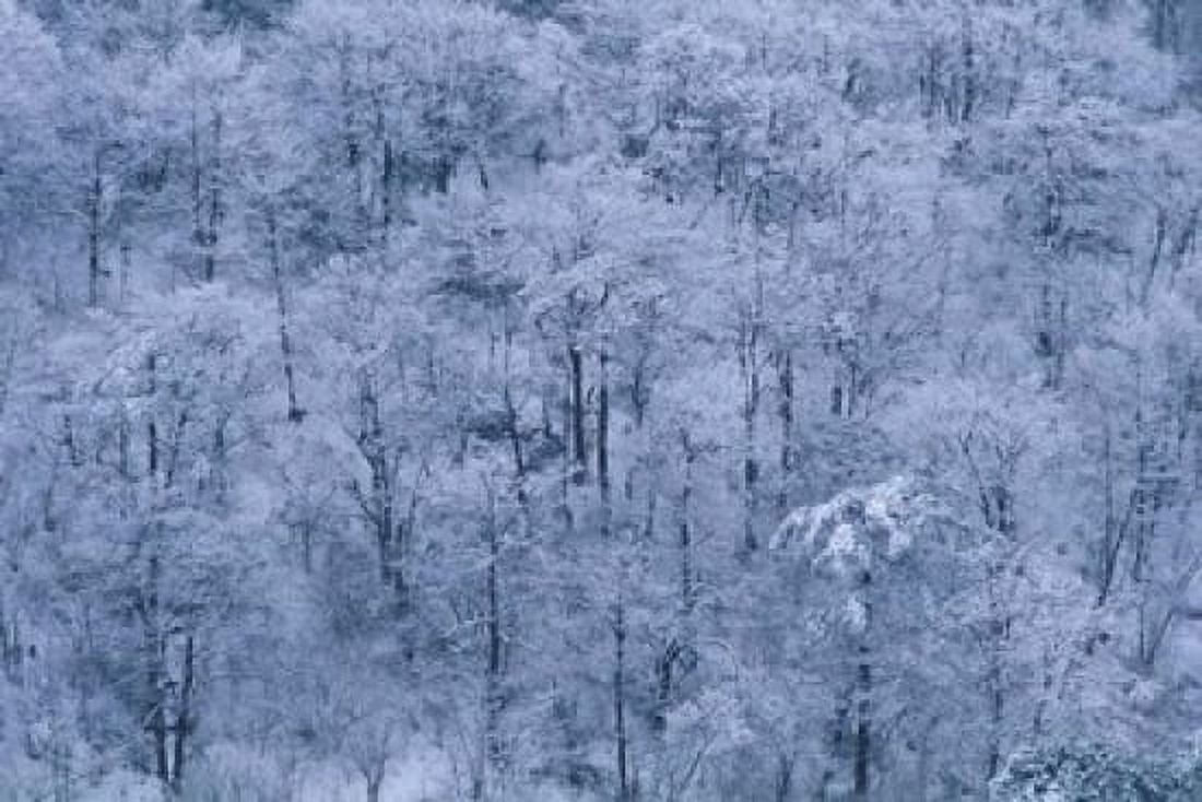 Forest Covered with Snow Mt Huangshan (Yellow Mountain) China Canvas Art - Keren Su DanitaDelimont (36 x 24)