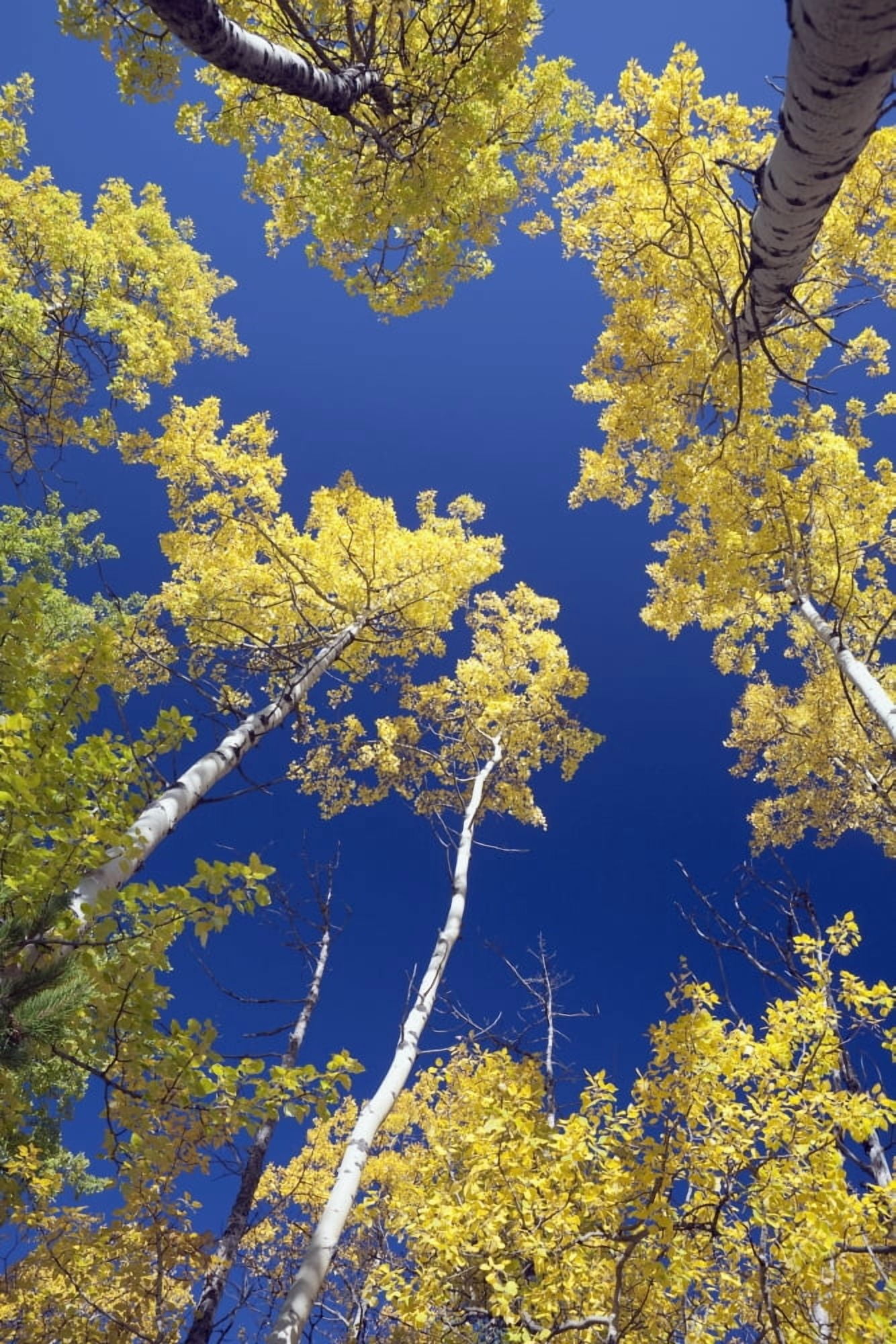 Forest During Autumn Kananaskis Alberta Canada Canvas Art - Michael Interisano Design Pics (24 x 38)