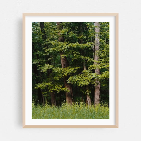 Forest, Elizaville - New York Photography Forest Nature Landscape Scenic Botanical Rural Summer Oak Framed Wall Art Print 6 x 8 inches