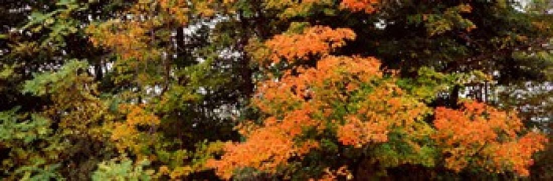 Forest Finger Lakes New York State USA Canvas Art - Panoramic Images (36 x 12)