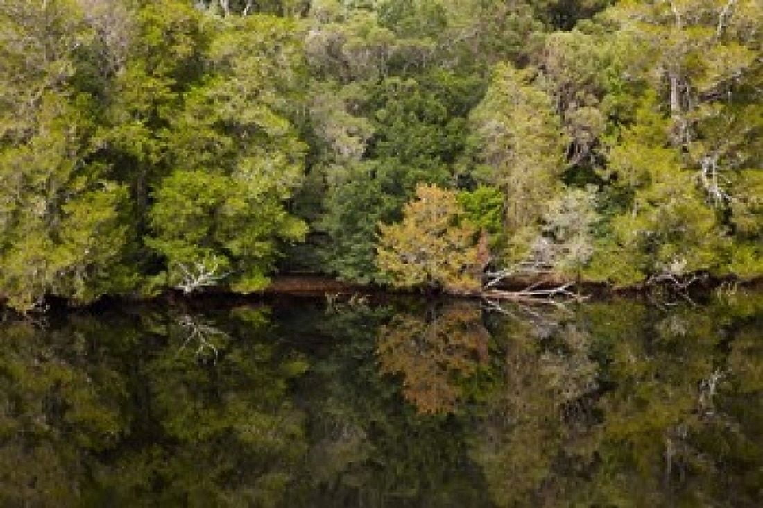 Forest Gordon Wild Rivers National Park Australia Canvas Art - David Wall DanitaDelimont (36 x 24)