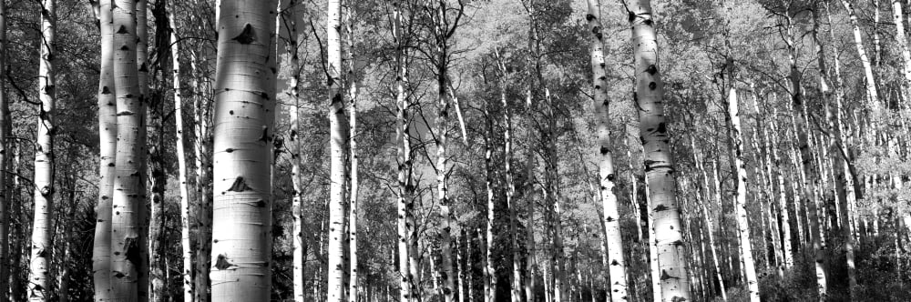 Forest Grand Teton National Park Teton County Wyoming USA Canvas Art - Panoramic Images (12 x 36)