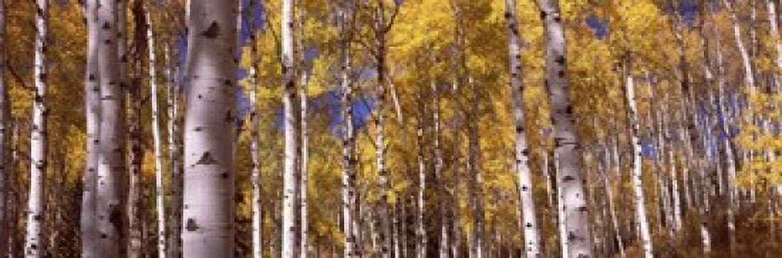 Forest Grand Teton National Park Teton County Wyoming USA Canvas Art - Panoramic Images (18 x 6)