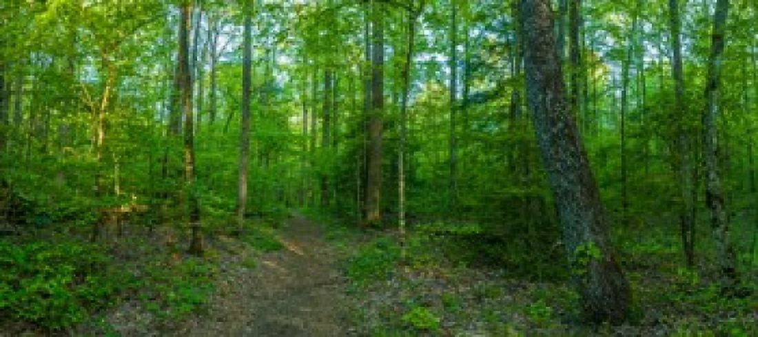 Forest Great Smoky Mountains National Park Blount County Tennessee USA Canvas Art - Panoramic Images (15 x 7)
