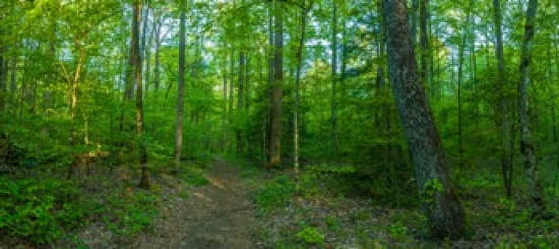 Forest Great Smoky Mountains National Park Blount County Tennessee USA Canvas Art - Panoramic Images (30 x 14)