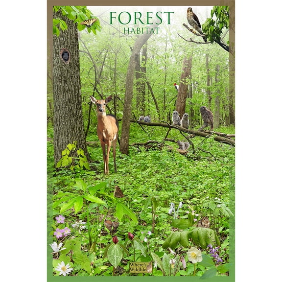 Forest Habitat Nature Poster - Woodland Landscape and Wildlife Science Chart (20" x 30")