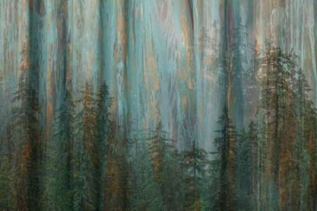Forest I Canvas Art - Kathy Mahan (12 x 18)