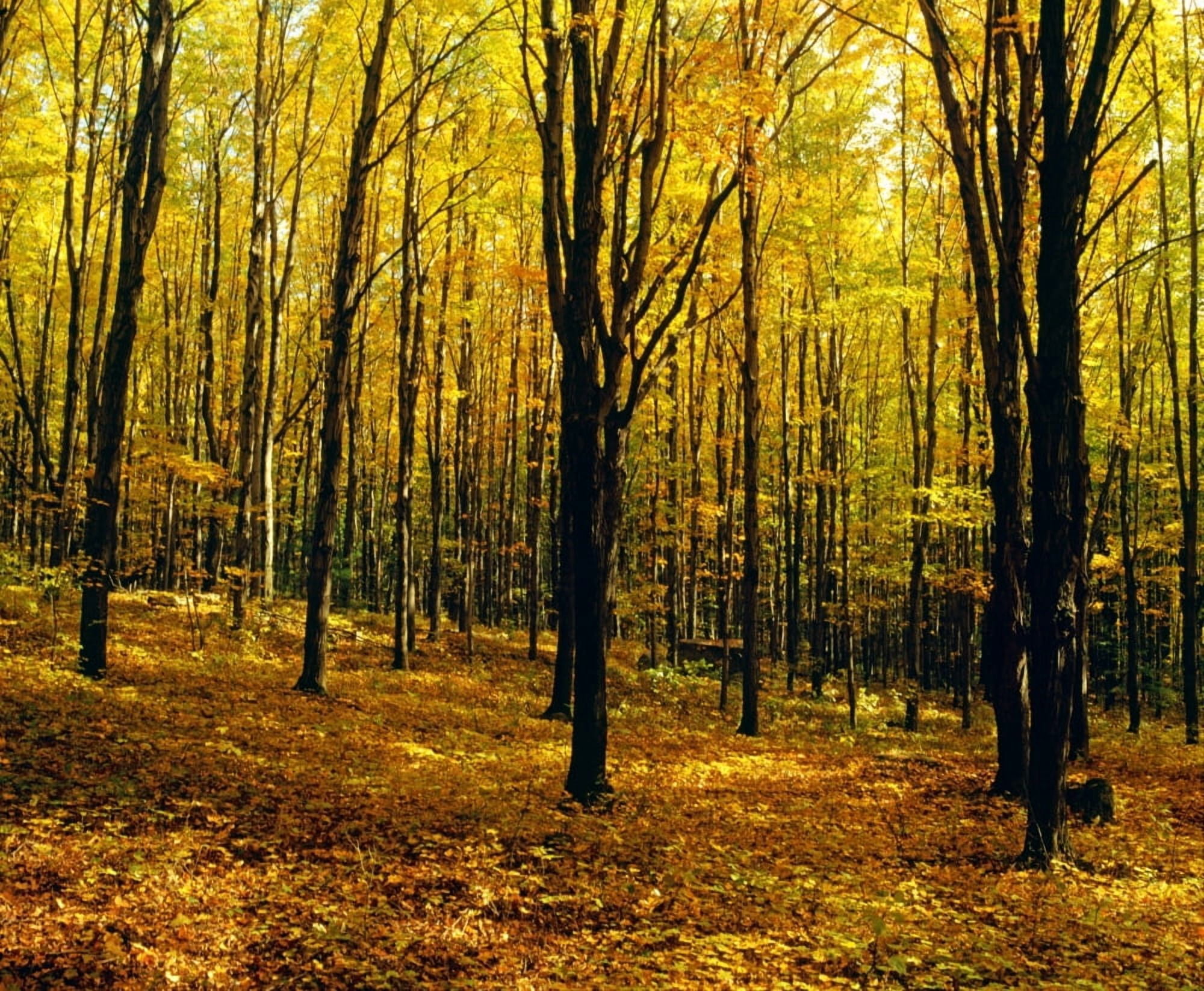 Forest In Autumn With Trees Canvas Art - David Chapman Design Pics (16 x 13)