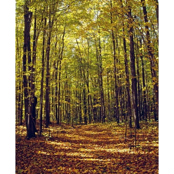 Forest In Quebec Canada Canvas Art - David Chapman Design Pics (26 x 32)