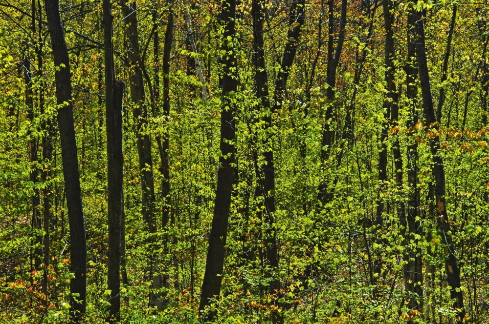 Forest In Spring Foliage Six Mile Lake Provincial Park Ontario Canvas Art - Mike Grandmaison  Design Pics (36 x 24)
