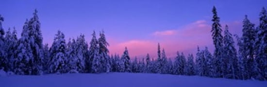 Forest In Winter Dalarna Sweden Canvas Art - Panoramic Images (36 x 12)