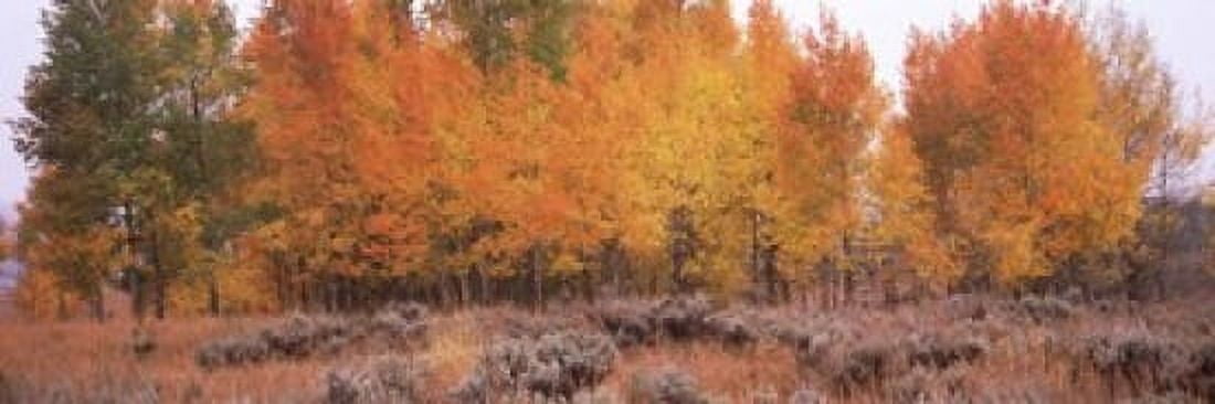 Forest Jackson Jackson Hole Teton County Wyoming USA Canvas Art - Panoramic Images (18 x 6)